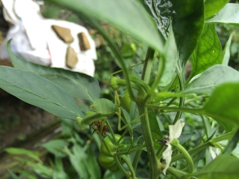 螳螂
