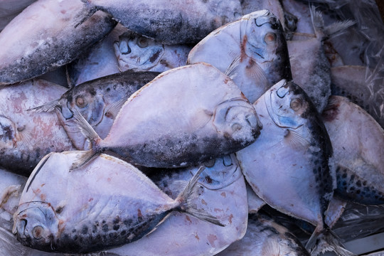 凍魚