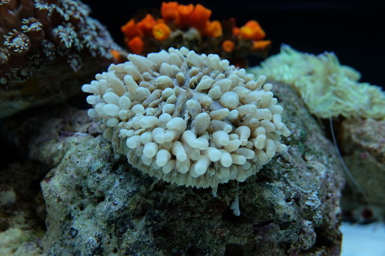 珊瑚 海膽 海藻 海底世界