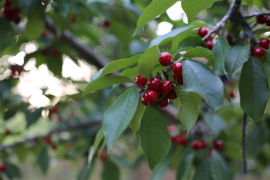 櫻桃滿(mǎn)枝