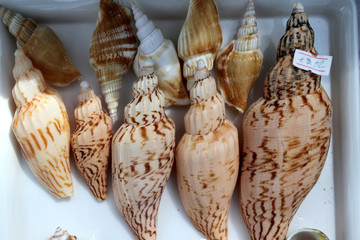 貝殼 海螺 工藝品 裝飾品