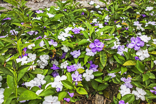 鮮花