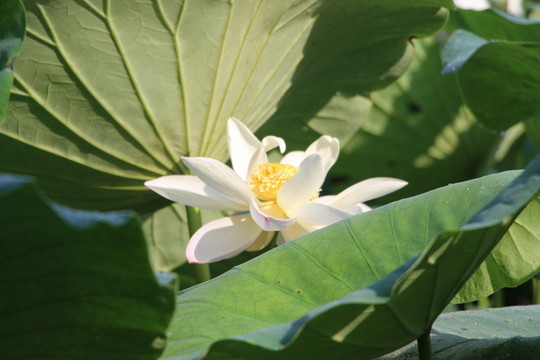 荷花
