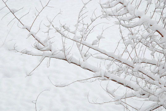 雪天的樹枝