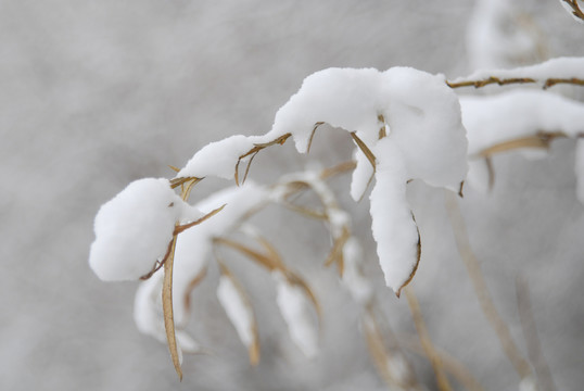 雪景