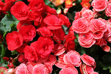 花朵 花 紅花 綠葉 海棠