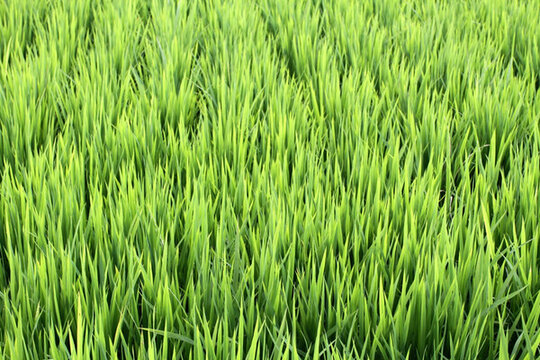 水稻 水稻田 秧苗 莊稼 農(nóng)田