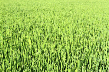 水稻 水稻田 秧苗 莊稼 農(nóng)田