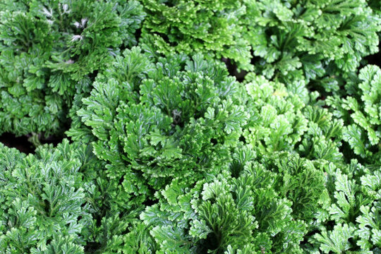 綠葉 植物墻 背景墻 綠植
