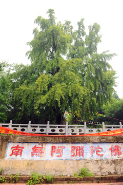 銀杏樹 寺廟銀杏樹