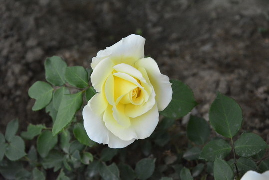 月季花