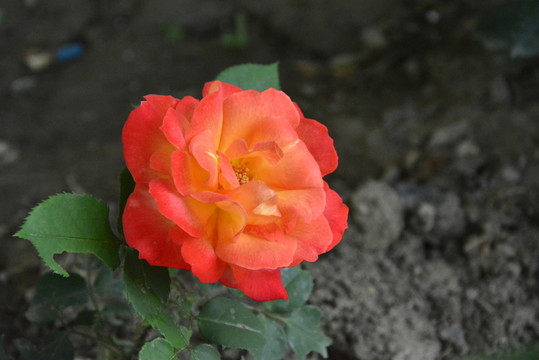 月季花