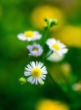 雛菊