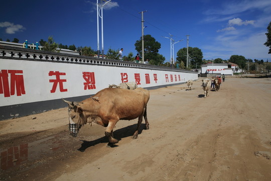 牛