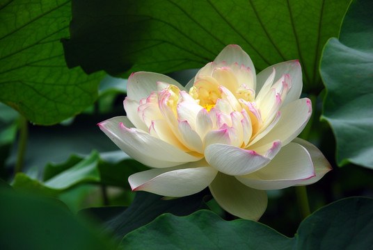 荷花 花卉 荷葉 園藝 花蕾