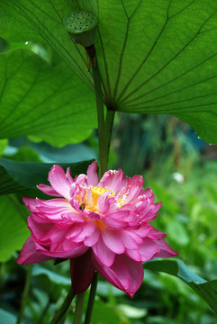荷花