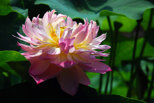 荷花