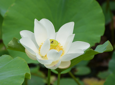 西湖荷花