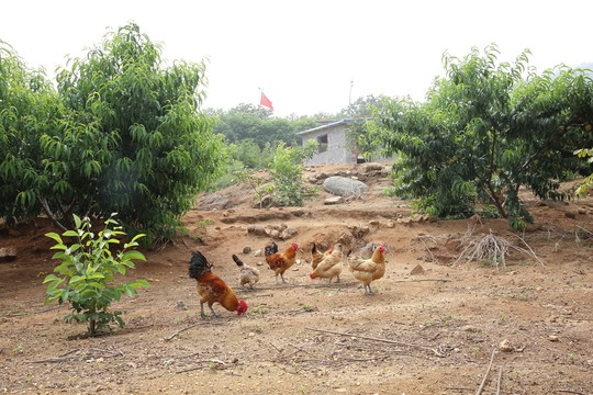 散養(yǎng)農(nóng)家雞
