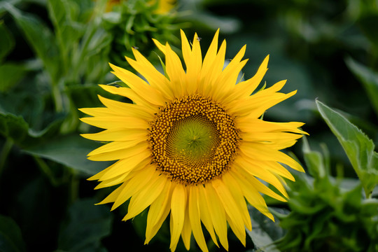 葵花