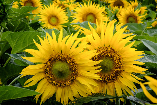葵花