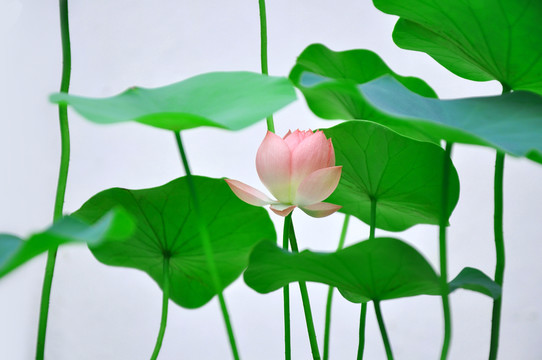 荷花與荷葉交相輝映