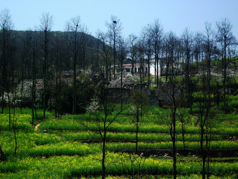清鎮(zhèn)山區(qū)油菜花海