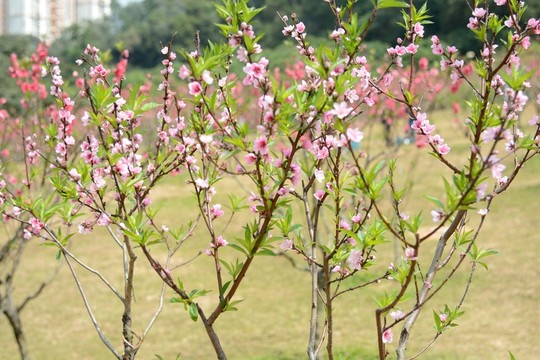 桃花