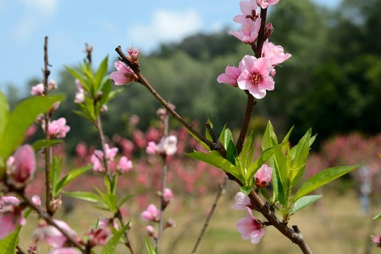 桃花