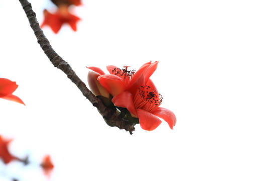 紅棉花