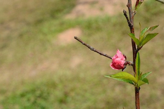 桃花