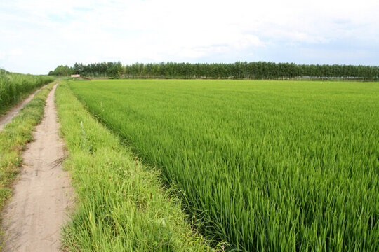 田間路 防風(fēng)林 路 小路 馬路