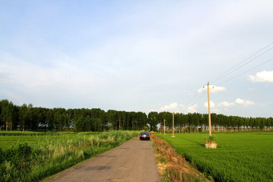 田間路 公路 道路 防風(fēng)林 路