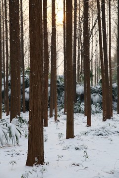 冬天 水杉 日出