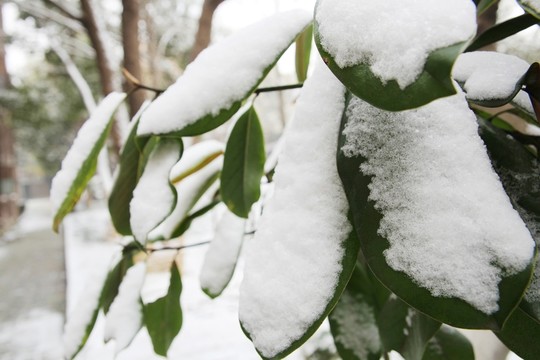 白雪綠葉