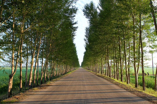田間路 公路 道路 防風(fēng)林 路