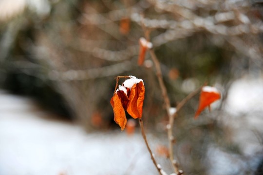 枯葉 殘雪