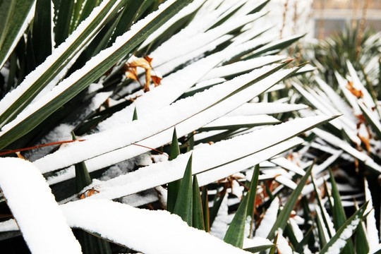 雪