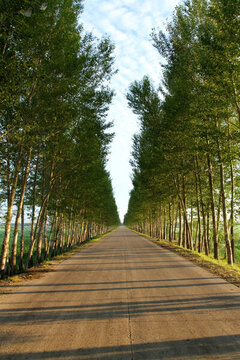 田間路 公路 道路 防風(fēng)林 路