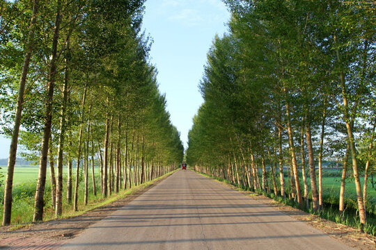 田間路 公路 道路 防風(fēng)林 路