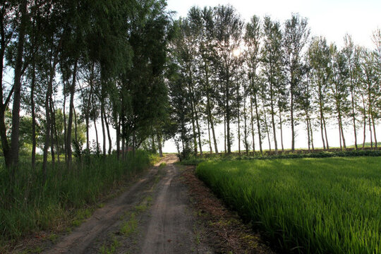 田間路 防風(fēng)林 路 小路 馬路