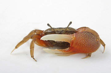 獨(dú)臂蟹