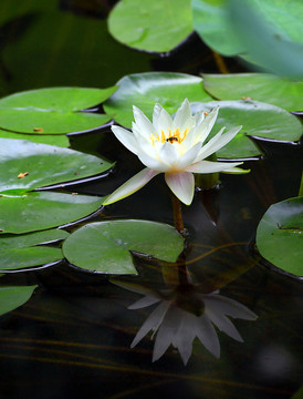 荷花