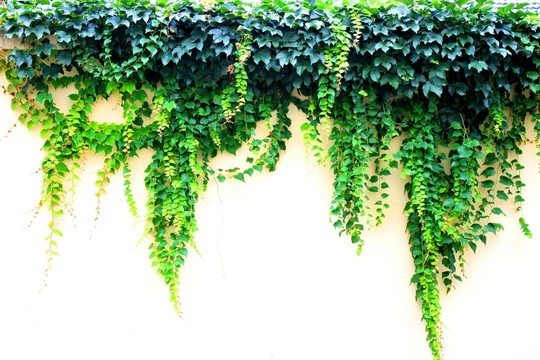 爬山虎