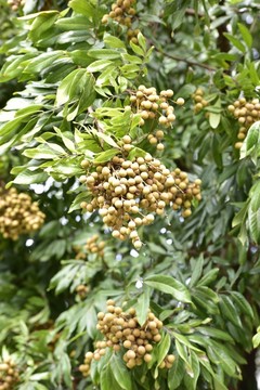 龍眼樹(shù)
