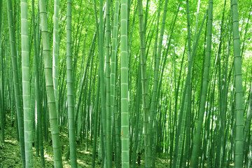 竹林 竹子