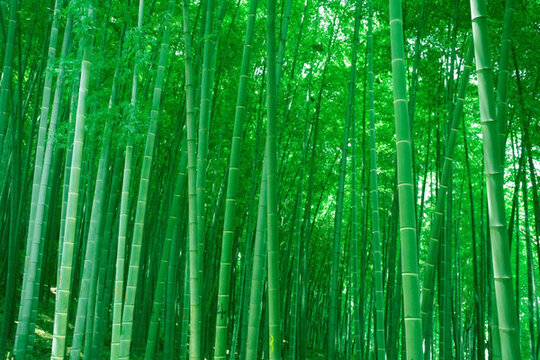 竹林 竹子