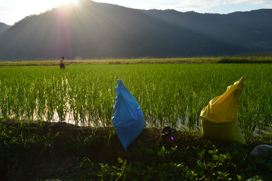 田園美景