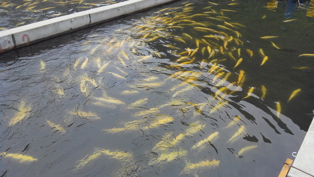 秦嶺養(yǎng)魚場