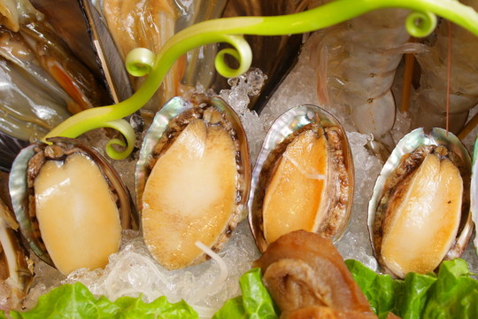 鮑魚 鮮鮑 鮮鮑魚